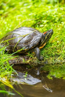 European pond turtle (Emys orbicularis) next to a little pond in the grass, Bavaria, Gernany