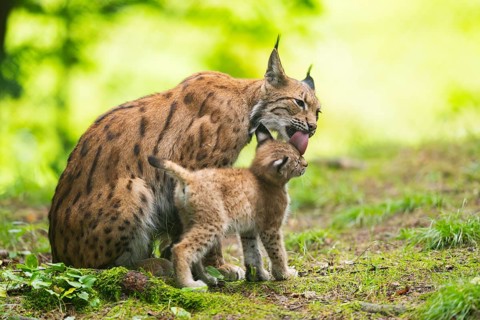 Eurasian lynx (Lynx lynx) mother with her youngster (cub) in a forest, Bavaria, Germany