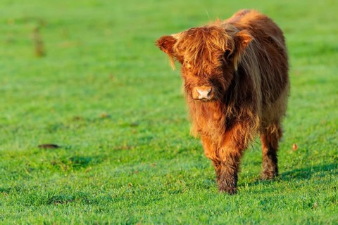 Early one sunny morning, a Highland calf (Bos primigenius taurus) walks across a green pasture at