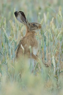 European brown hare (Lepus europaeus) adult animal feeding on a farmland wheat crop sheath in