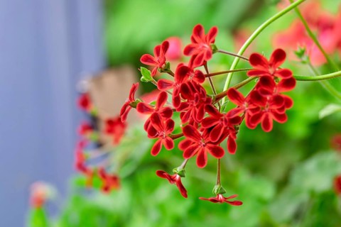 Pelargonium Ardens, a historic and very rare primary hybrid from 1810, Germany