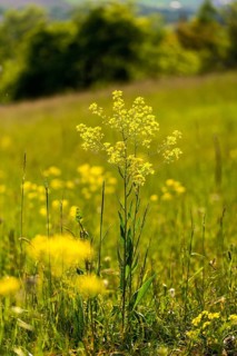 Brassicaceae, bunias orientalis, alien plant, smooth grouper, cruciferous vegetable, neobiota,