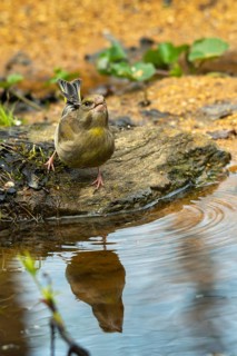 Carduelis chloris, chloris chloris, greenfinch, greenfinch, greenfinch, greenfinch, bluebath, bird