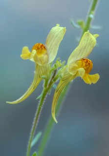 Linwort, linaria supina, neophyte, prostrate toadflax, flora, high size, vertical format, plants,