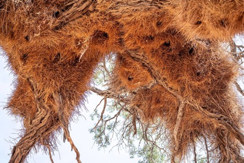 Weaver's nest of the boiled weaver (Philetairus socius), Namibia