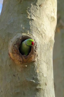 A green parrot peeks out of a hollow in a tree, surrounded by natural bark, a ring-necked parakeet