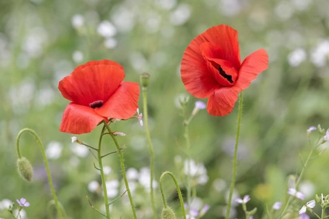 Corn poppy (Papaver rhoeas), Emsland, Lower Saxony, Germany