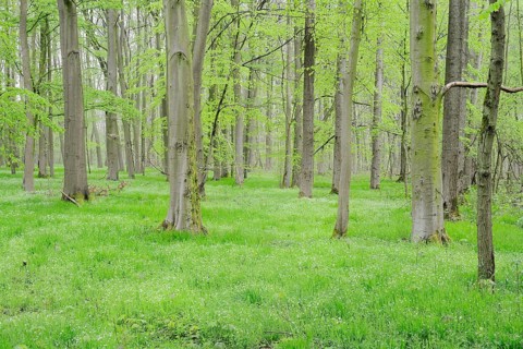 Flowering greater stitchwort (Stellaria holostea) in a deciduous forest in spring, North
