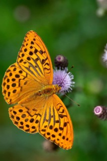 Argynnis paphia, imperial mantle, silver-washed fritillary, butterfly, high size, portrait format,