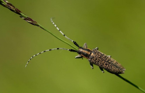 Agapanthia villosoviridescens, golden-bloomed grey longhorn beetle, cockhorn thistle, beetle,
