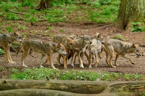 A pack of wolves moves together through the forest, amongst the trees and lush greenery, summer,