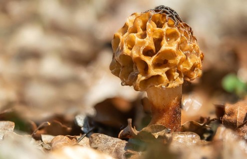 Brandenburg, Germany, grey morel, morchella crassipes, morchella esculenta, morchella rotunda,