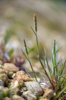 Alopecurus aequalis, short-granned foxtail, orange foxtail, red-yellow foxtail, red-yellow foxtail