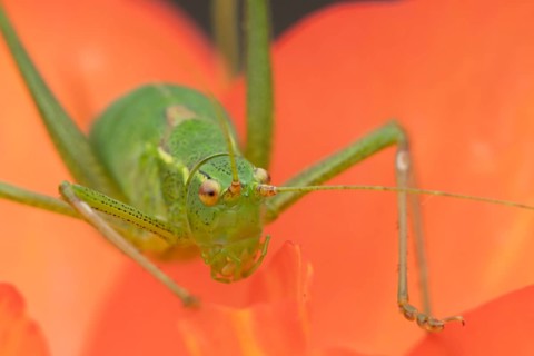 Speckled bush cricket (Leptophyes punctatissima) adult insect on a garden Begonia flower, Suffolk,