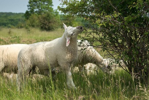 Artiodactyla, domestic sheep, even-töd ungulate, Germany, domestic sheep, nabu, natural heritage,