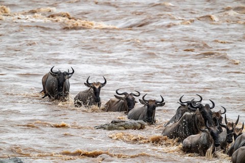 A huge crocodile on the attack, The Great Migration, huge herds of wildebeest (Connochaetes