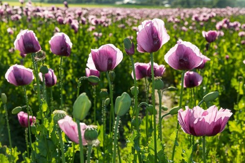 Field with blue poppy (Papaver somniferum) in bloom, Penig, Saxony, Germany