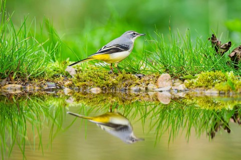 Grey Wagtail (Motacilla cinerea) hunting at a little lake in a swamp, wildlife, Germany