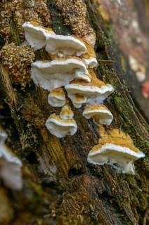 Antrodia serialis, Neoantrodia serialis, Polyporus callosus, Polyporus serialis, rowed brown