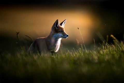 Red fox cubs (Vulpes vulpes) in the evening backlight, Zurich, Switzerland