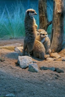 Fox mongooses (Cynictis penicillata) under a heat lamp, Nuremberg Zoo, Middle Franconia, Bavaria,