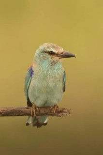 European Roller (Coracias garrulus) female perched on a branch, Serbia