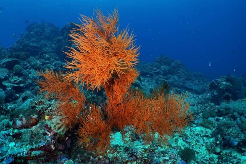 Bright orange corals, Black coral (Antipathes dichotoma), on the seabed surrounded by deep blue
