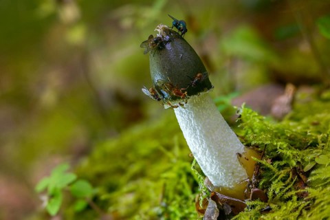 Carrion, acorn sponge, common stink morel, gout morel, morel truffle, peacock bell, phallus