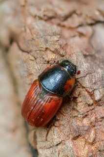 Aphodius scrutator, Coprimorphus scrutator, dung beetle, searching dung beetle, coleoptera, dung,