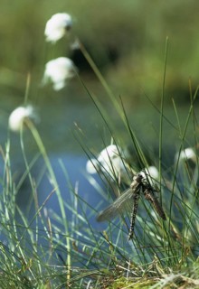 Aeshna subarctica Elisabethae, high moor mosaic maiden, subarctic darner, anisoptera, damselflies,