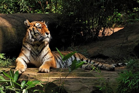Siberian tiger (Panthera tigris altaica) lying in front of a tree trunk, Nuremberg Zoo, Am