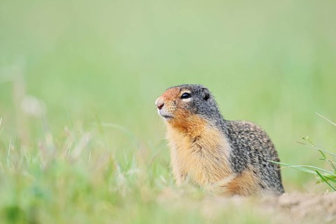 Columbia ground squirrel (Urocitellus columbianus, Spermophilus columbianus), Jasper National Park,