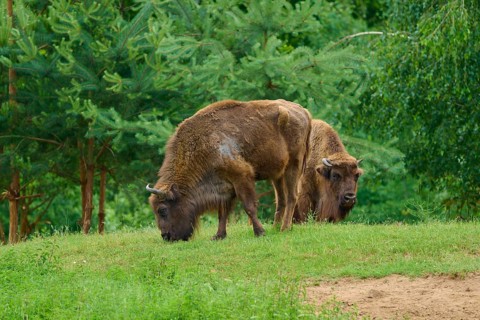 Two bison are grazing in a green meadow, surrounded by dense vegetation in a natural setting,