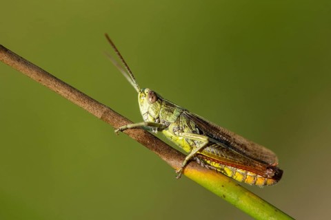 Acrididae, Caelifera, Chorthippus dorsatus, field locusts, gomphocerinae, short-feeler, steppe