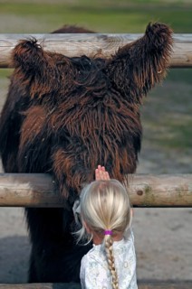 A little girl strokes a Poitou donkey (Equus asinus asinus) at Nuremberg Zoo, Nuremberg, Middle