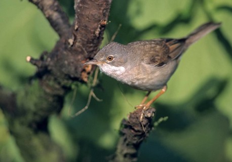 Warbler, Sylvia Communis, Whitethroat, Birds, Male, Male, Passeri, Songbirds, Birds