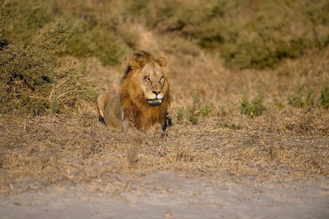 Male lion (Panthera leo) in the southern part of the Okavango Delta near Atzaró Camp, North-West