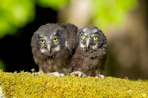 Two young owls on a moss-covered branch, surrounded by natural surroundings: the Tengmalm's owl