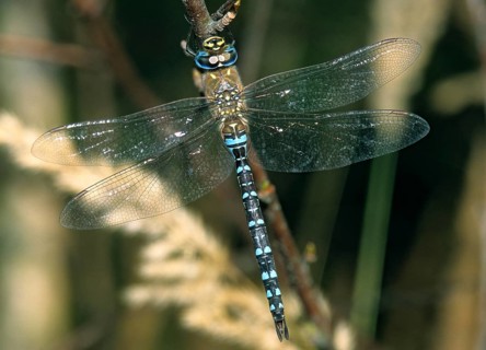 Aeshna Mixta, Autumn Mosaic Maiden, Autumn Mosaic Maiden, Migrant Hawker, Anisoptera, Damselflies,