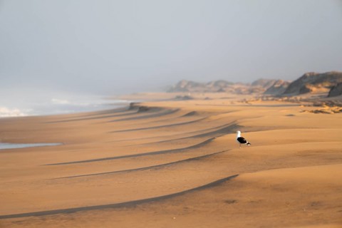 Waves burn on the Atlantic coast, sandy beach in the Namib Desert, desert landscape, Namib Naukluft