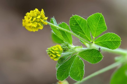 Black Medick, Fabaceae, yellow clover, hop alfalfa, hop snail clover, Medicago lupulina,