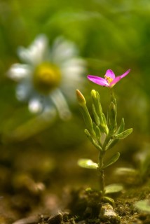 Centaurium pulchellum, gentian growths, gentianaceae, small millionaury, dainty millennial herb,