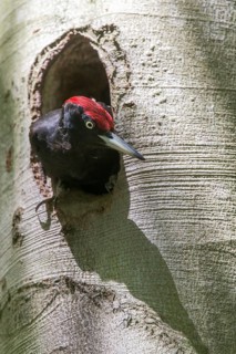 Black Woodpecker, Dryocopus Martius, Black Woodpecker, Birds, High Size, Portrait, Male, Piciform,