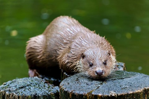 European otter (Lutra lutra), Germany: An otter is lying flat on a tree trunk, enjoying its