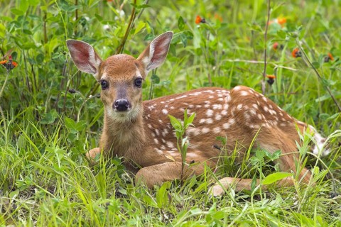 White-tailed deer (Odocoileus virginianus), Minnesota, USA. A fawn lies in the green grass and