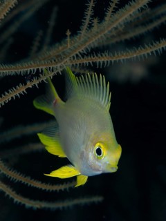A yellow fish with distinctive fins, the golden damselfish (Amblyglyphidodon aureus), swims amongst