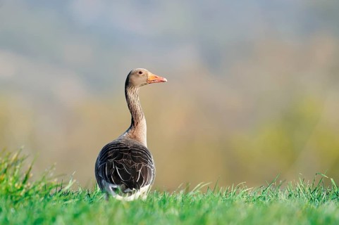 A greylag goose (Anser anser) stands in a meadow, North Rhine-Westphalia, Germany