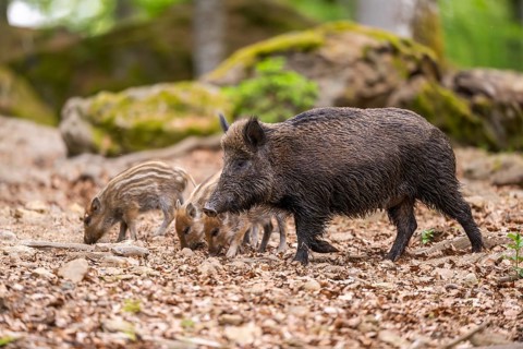 Wild boar (Sus scrofa) mother with her piglets (Squeaker) in a forest, Bavaria, Germany