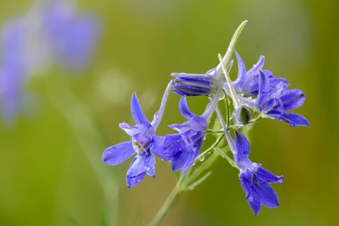 Field larkspur, consolida regalis, field larkspur, forking larkspur, buttercup family,