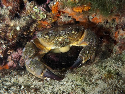 Warty Crab (Eriphia verrucosa) amongst rocks and seaweed in a marine environment, Hausriff dive
